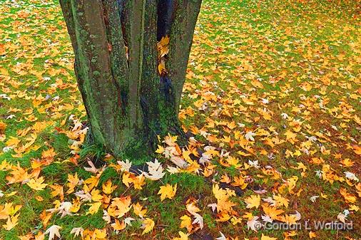 Autumn Ground Cover_09125-6.jpg - Photographed near Carleton Place, Ontario, Canada.